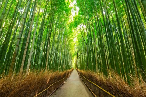 KYOTO_Bosque de Bambu de Sagano em Arashiyama